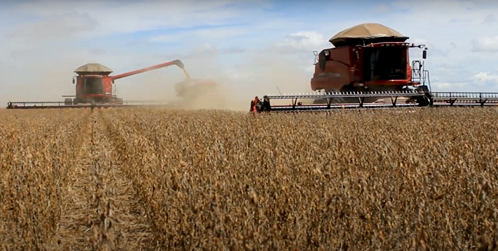 Colheita da soja avança em Mato Grosso e impulsiona semeadura do milho e do algodão